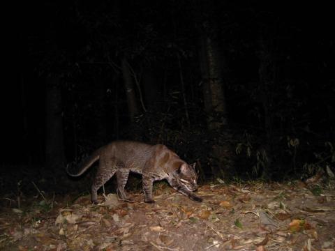 Asiatic golden cat