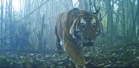 The Samtse Forest Division recently recorded the first sighting of an adult male tiger at an altitude of 2,775 meters above sea level (mass)